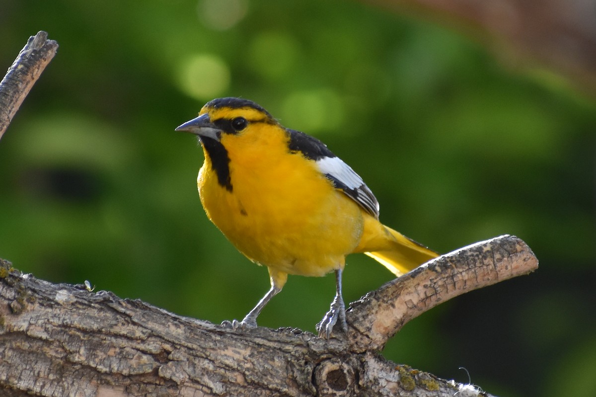 Bullock's Oriole - ML619322571