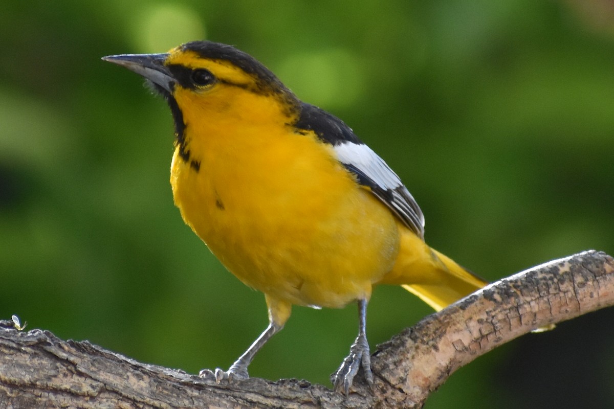 Bullock's Oriole - ML619322573