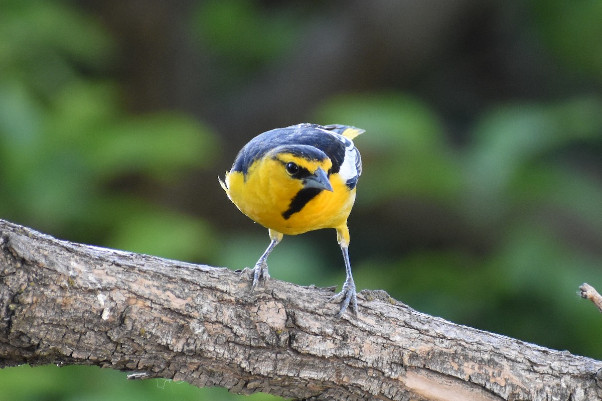 Bullock's Oriole - ML619322575