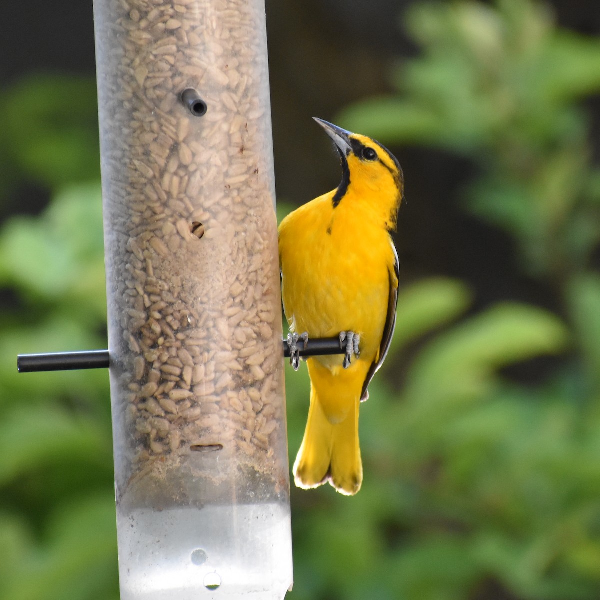 Bullock's Oriole - ML619322578