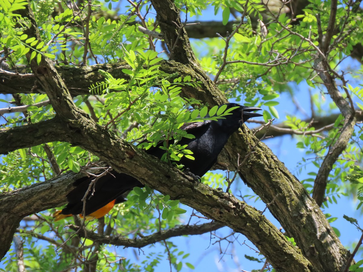 Fish Crow - Roger Beuck