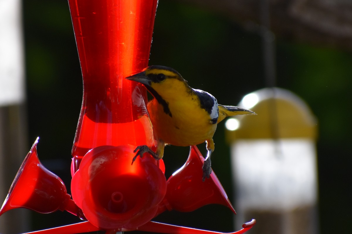 Bullock's Oriole - ML619322581