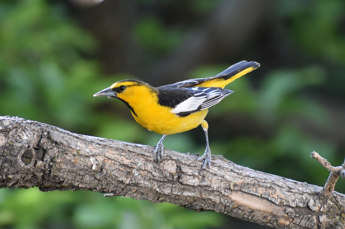 Bullock's Oriole - ML619322583