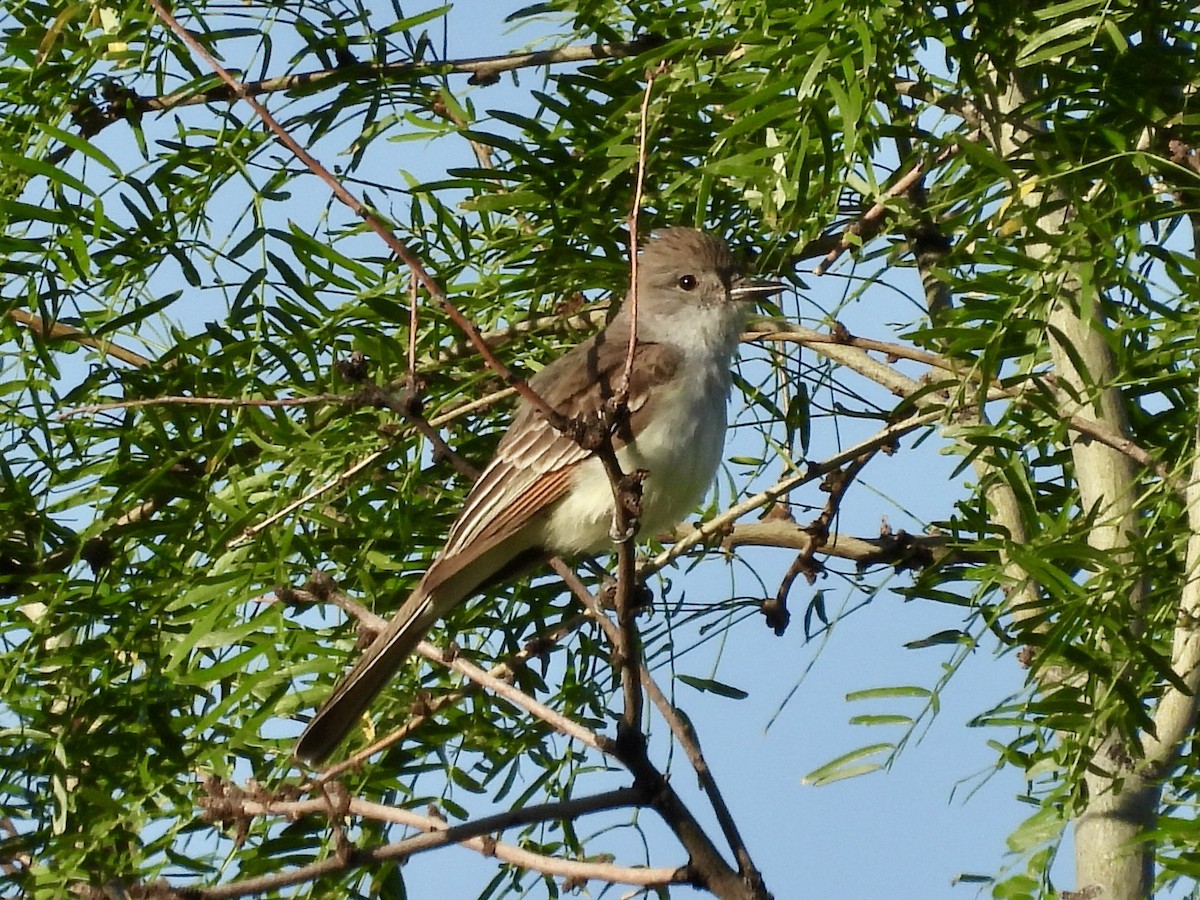 Ash-throated Flycatcher - Kimberly Beck