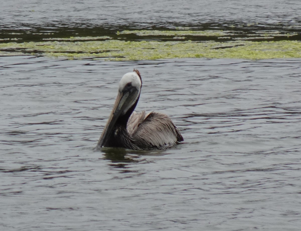 Brown Pelican - Brenda Andrews