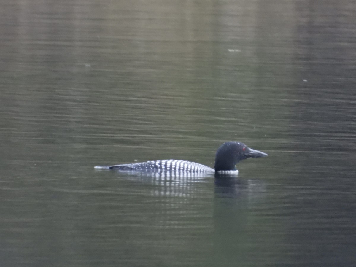 Common Loon - Denis Provencher COHL