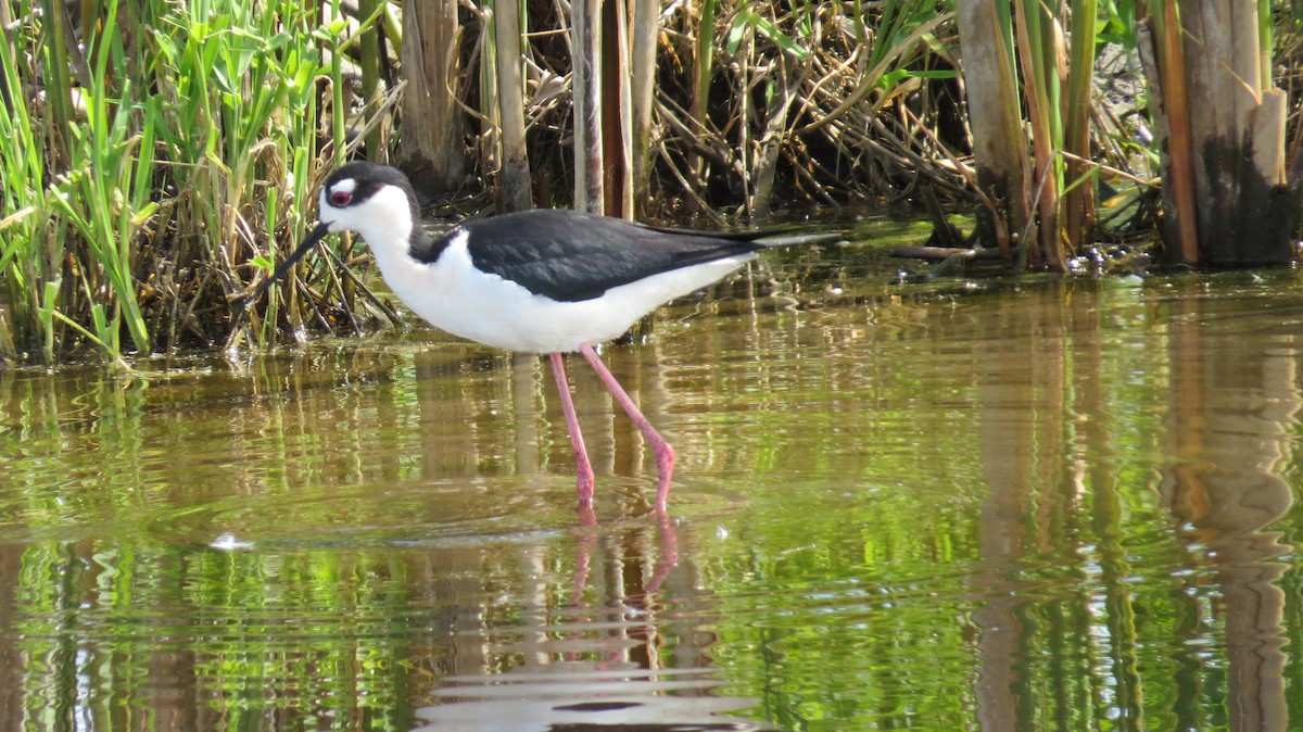 Black-necked Stilt - ML619322638