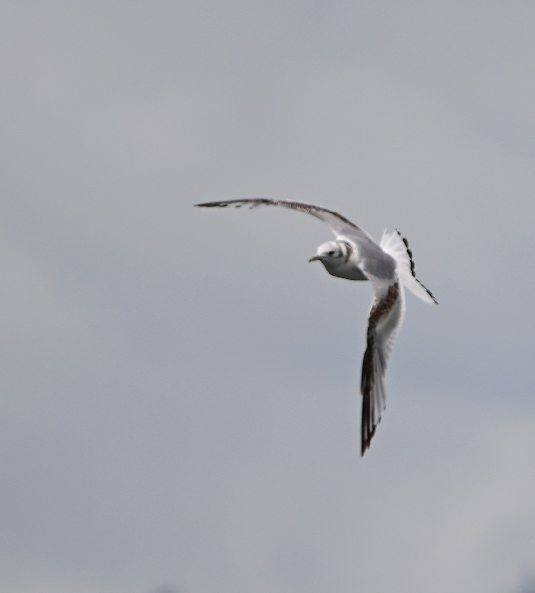 Black-legged Kittiwake - ML619322652