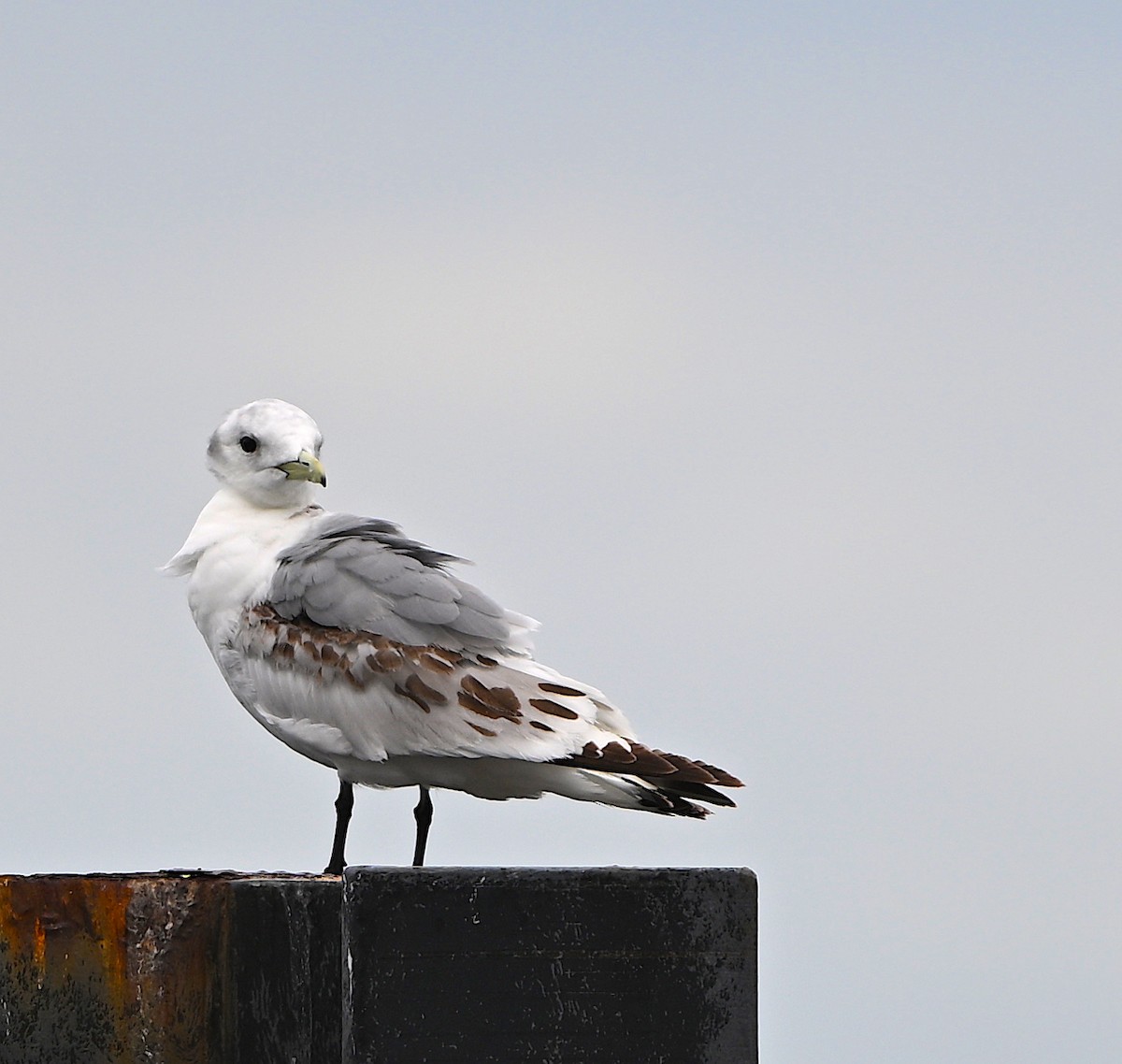 Mouette tridactyle - ML619322653