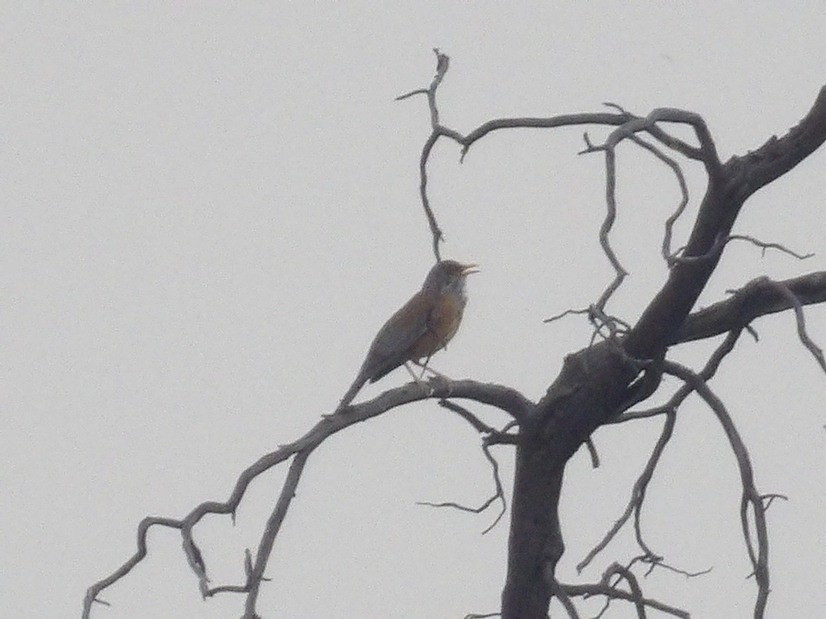 Rufous-backed Robin - Marcelo Gutierrez