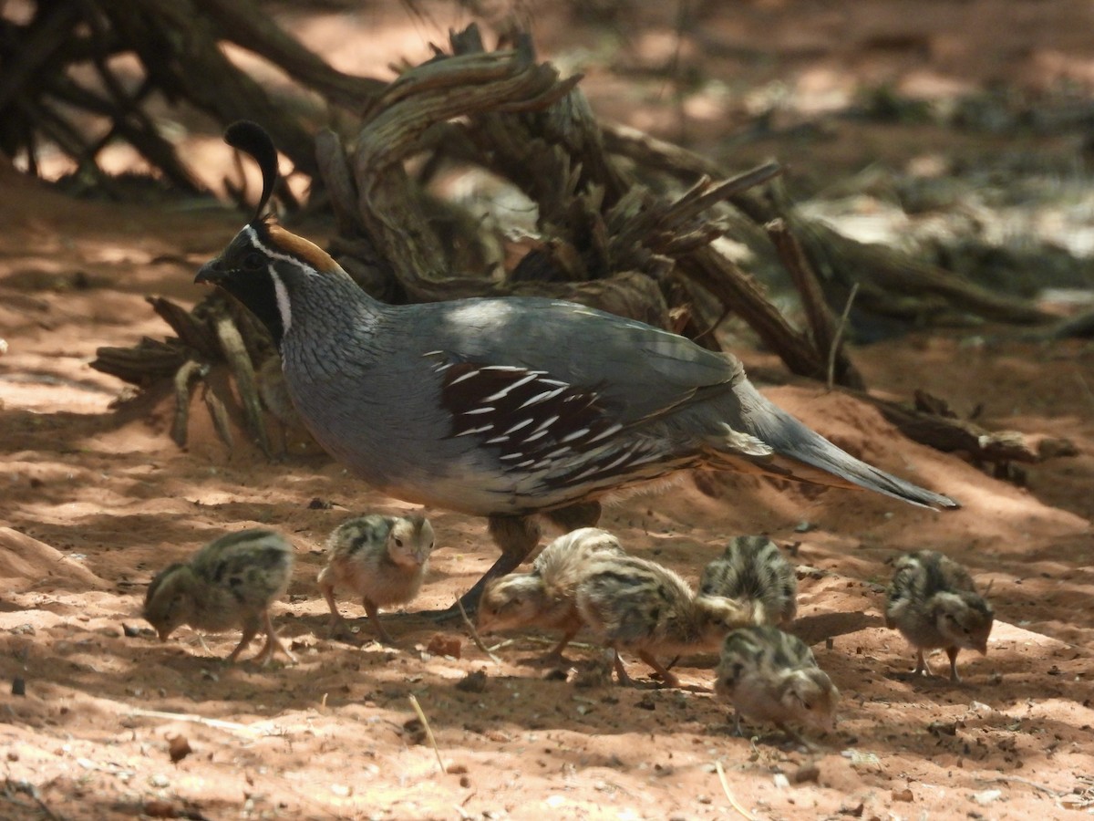 Gambel's Quail - Kimberly Beck