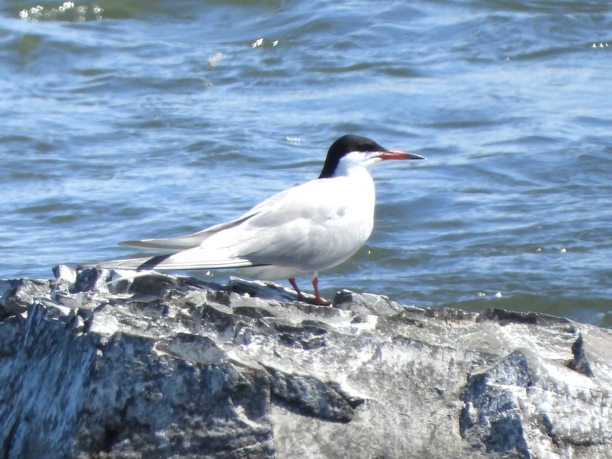 Common Tern - christine carrier