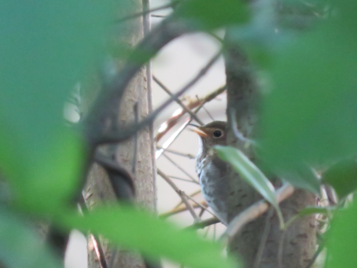 Swainson's Thrush - Travis Carroll