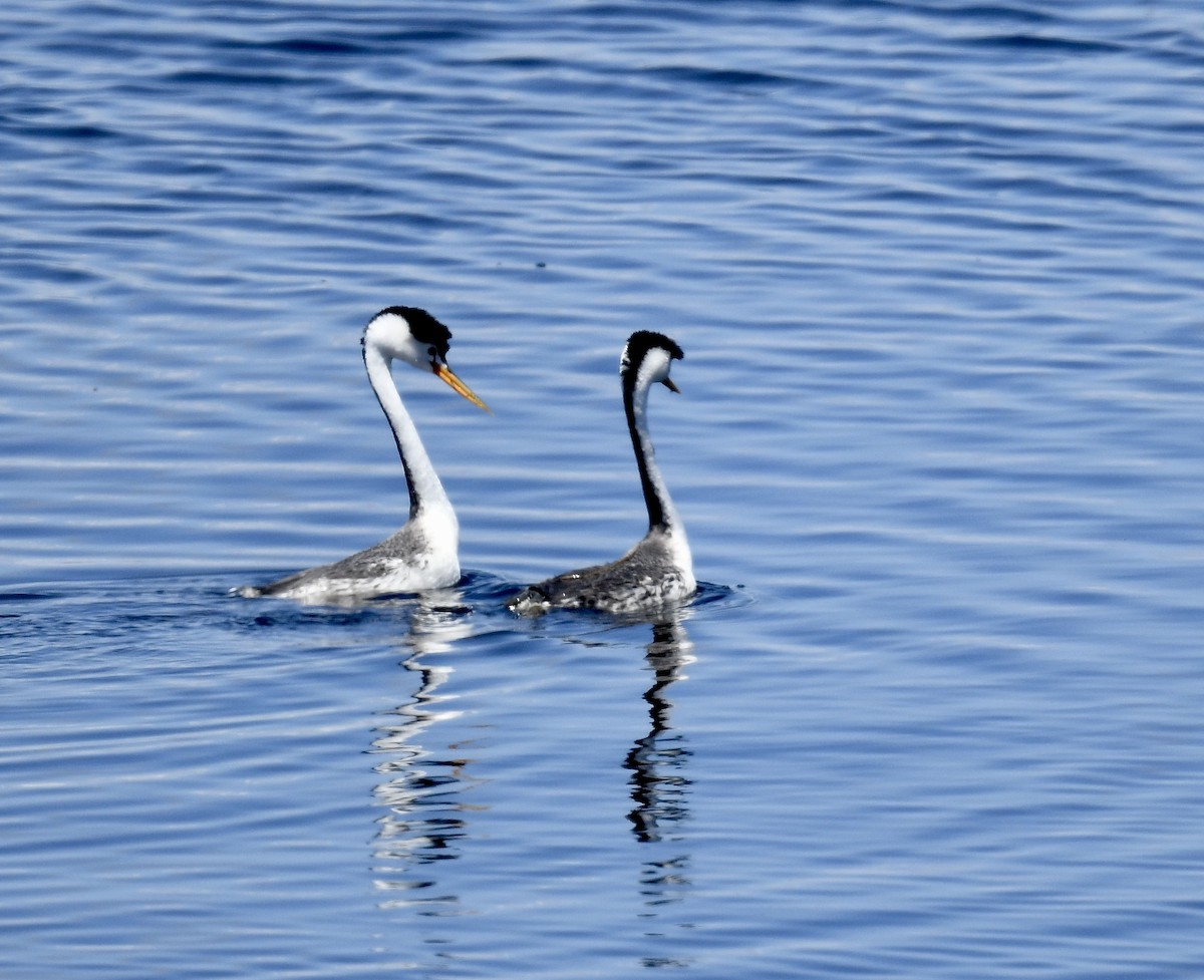 Clark's Grebe - Sevilla Rhoads