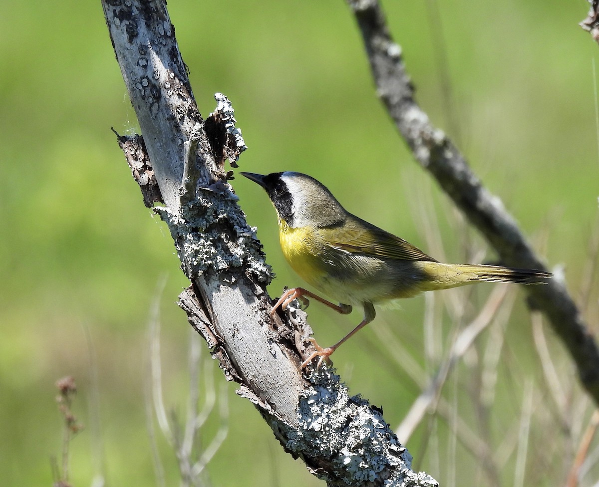 Common Yellowthroat - Michelle Bélanger