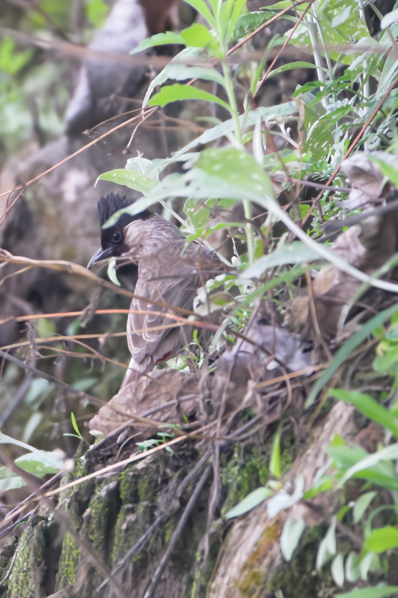 Red-vented x Sooty-headed Bulbul (hybrid) - ML619322710