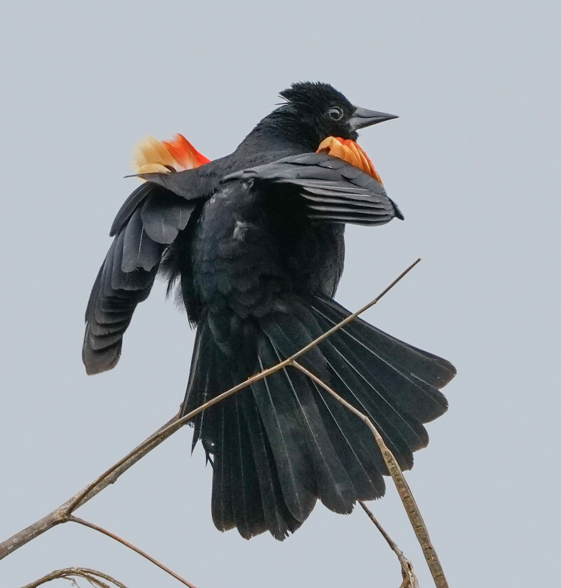 Red-winged Blackbird - Brian Larson