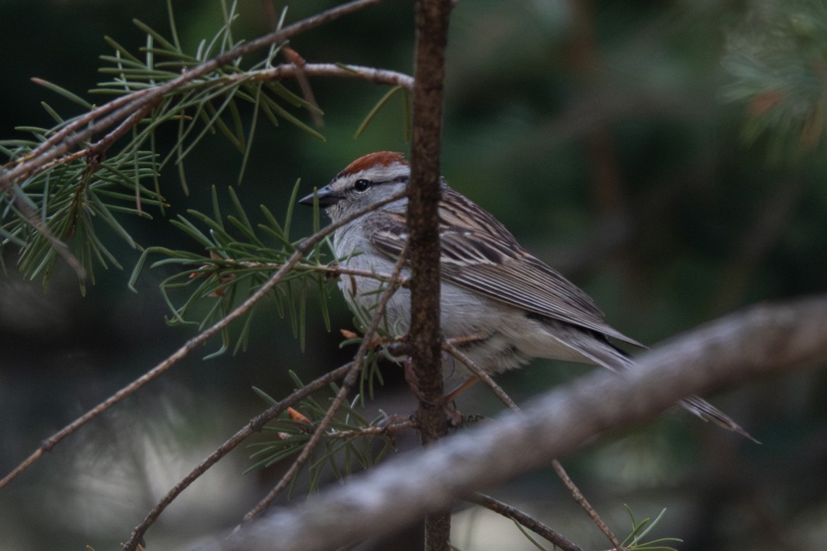 Chipping Sparrow - Jordan Gerue