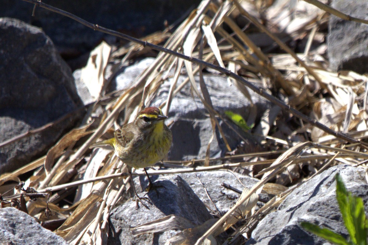 Palm Warbler - Francine Goupil