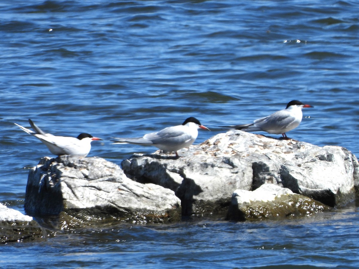 Common Tern - christine carrier