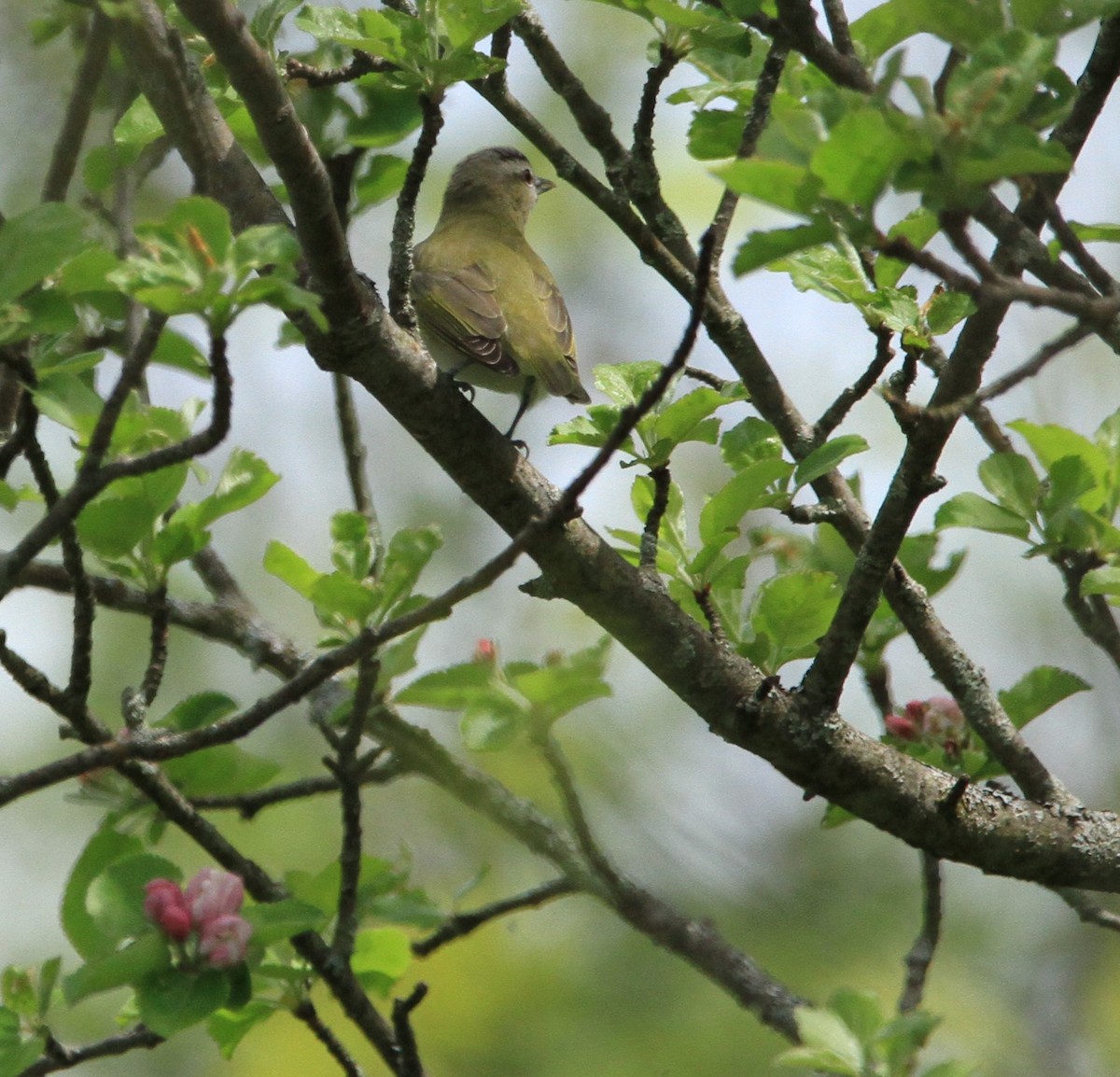 Kızıl Gözlü Vireo - ML619322719