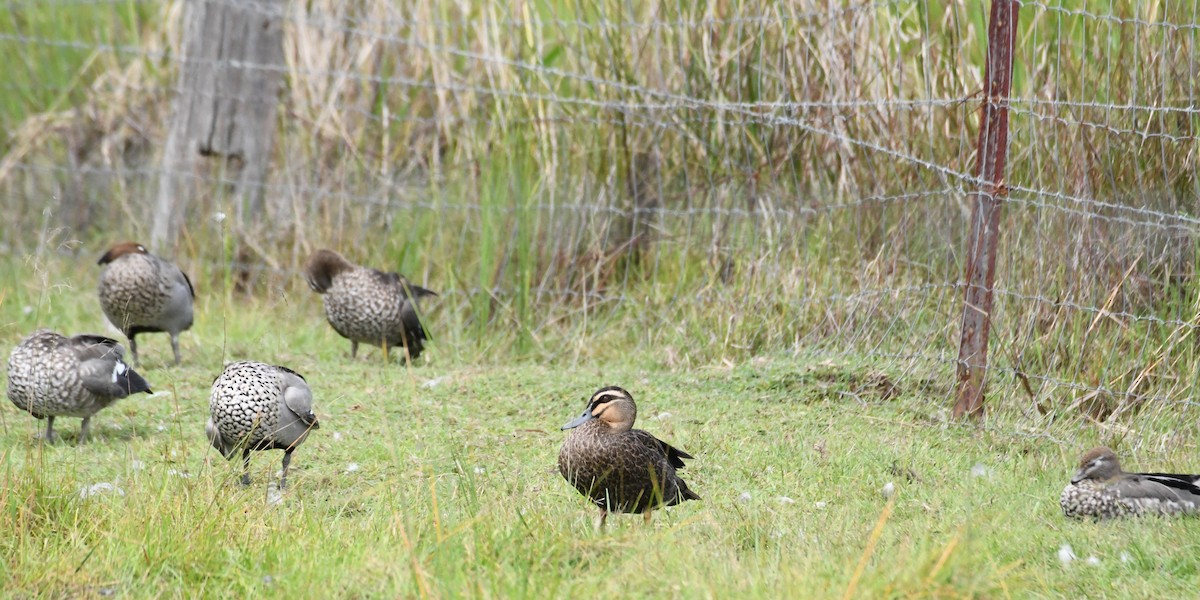 Pacific Black Duck - ML619322727