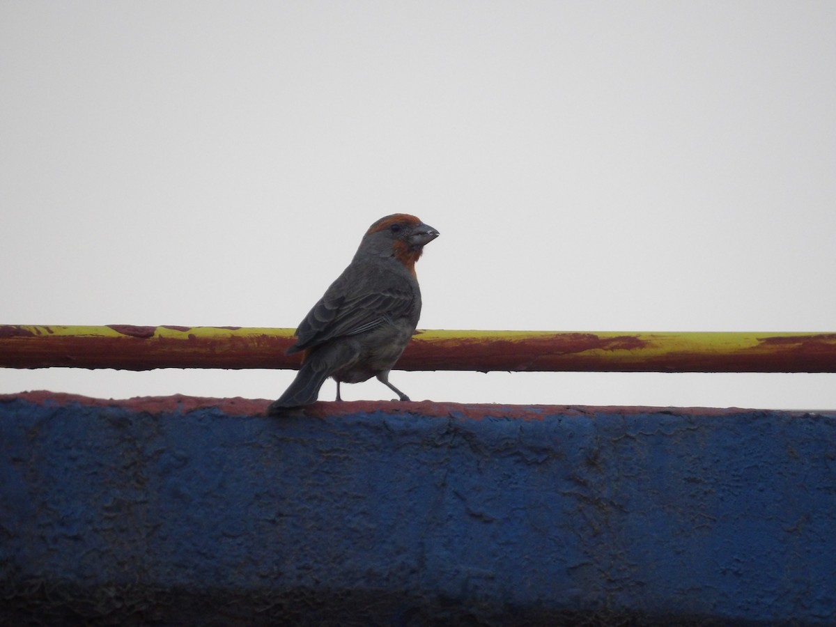 House Finch - Marcelo Gutierrez