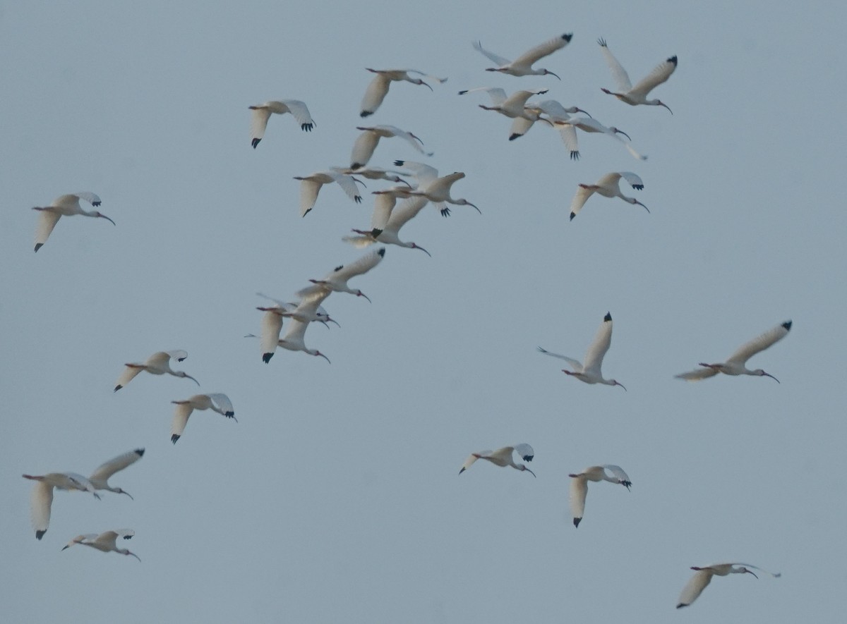 White Ibis - Brian Larson