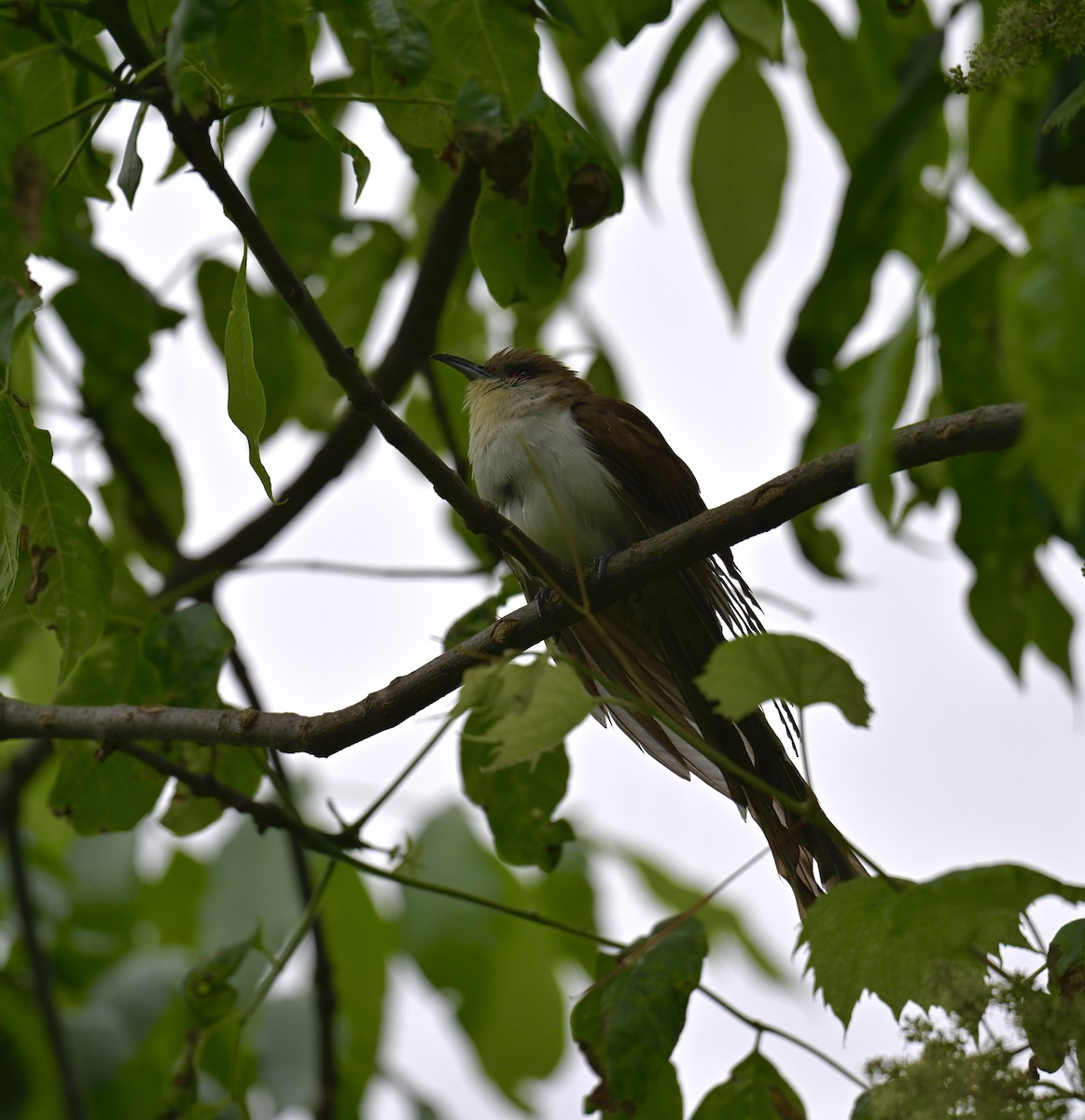 Black-billed Cuckoo - Nui Moreland