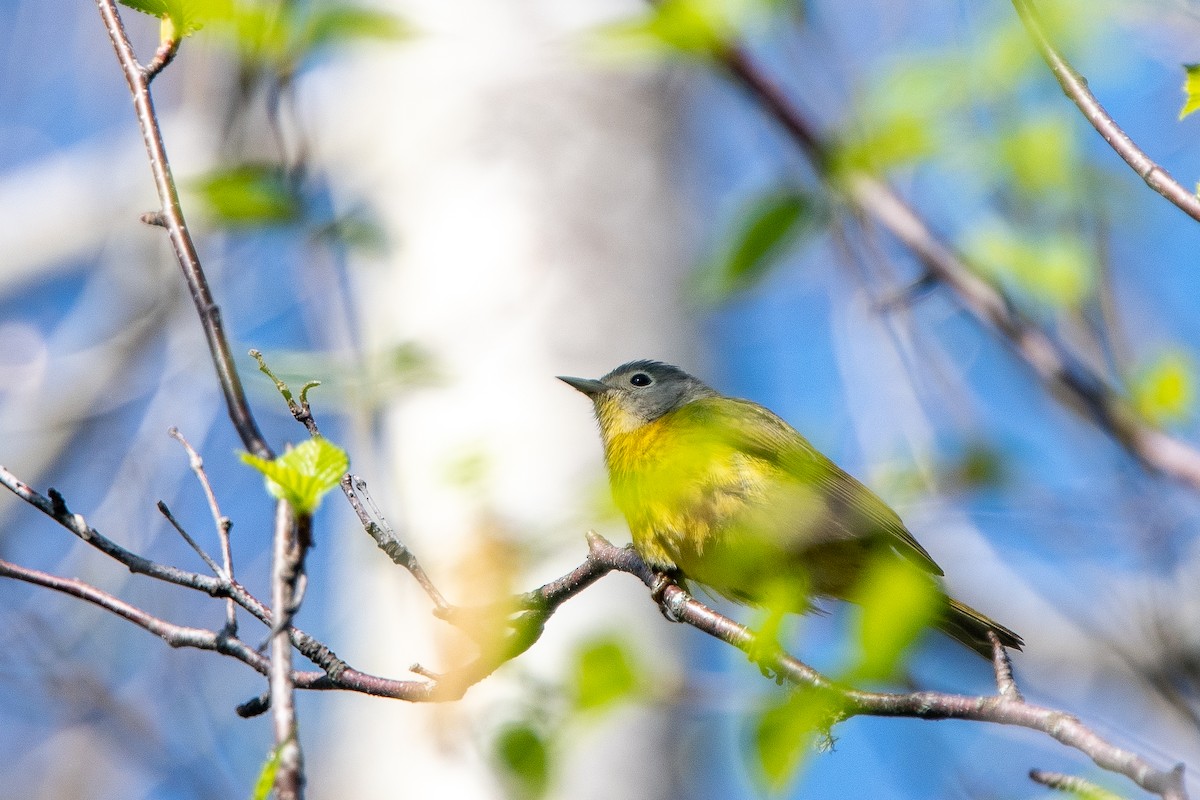 Nashville Warbler - Kirstyn Eckhardt