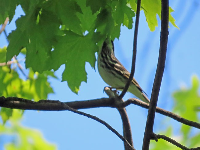 Blackpoll Warbler - Nancy Anderson