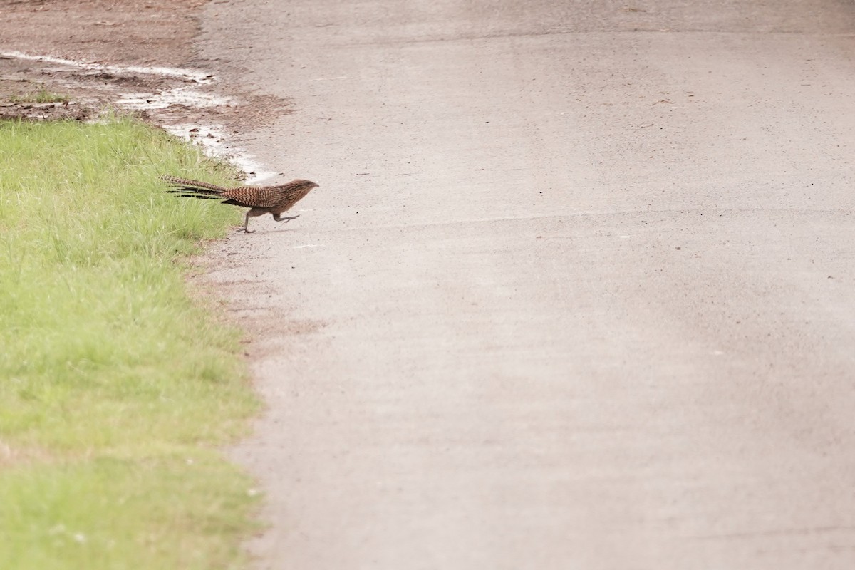 Pheasant Coucal - ML619322763