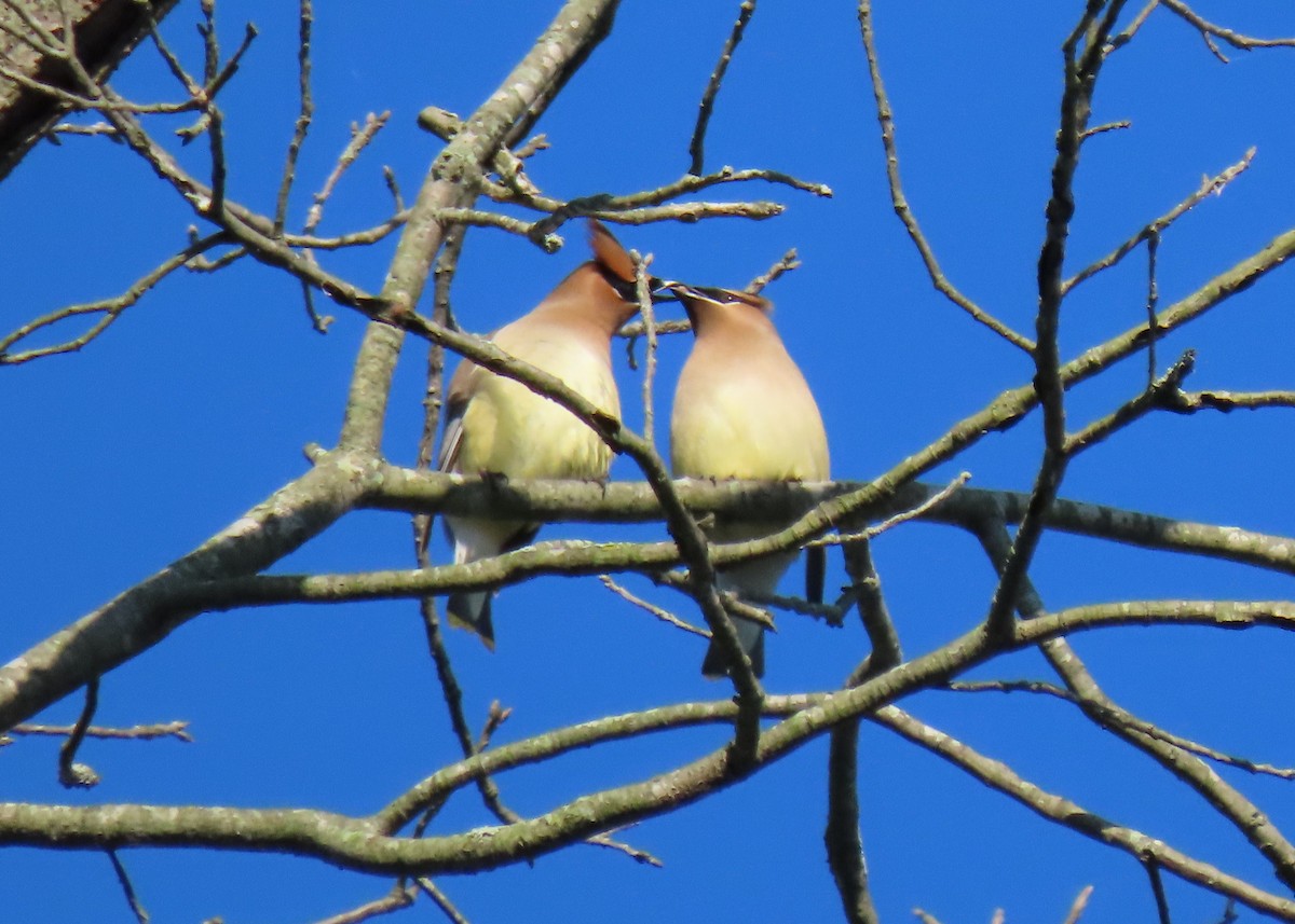 Cedar Waxwing - Anne Mytych