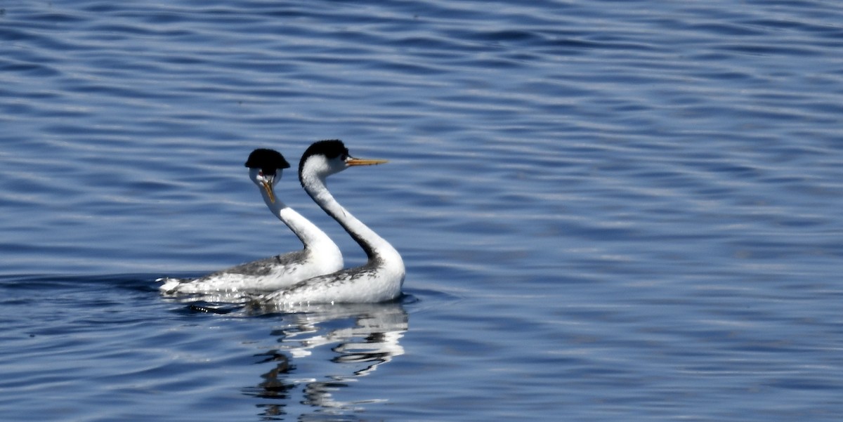 Clark's Grebe - Sevilla Rhoads