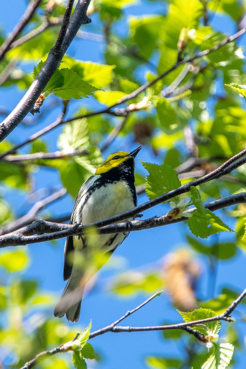 Black-throated Green Warbler - Kirstyn Eckhardt