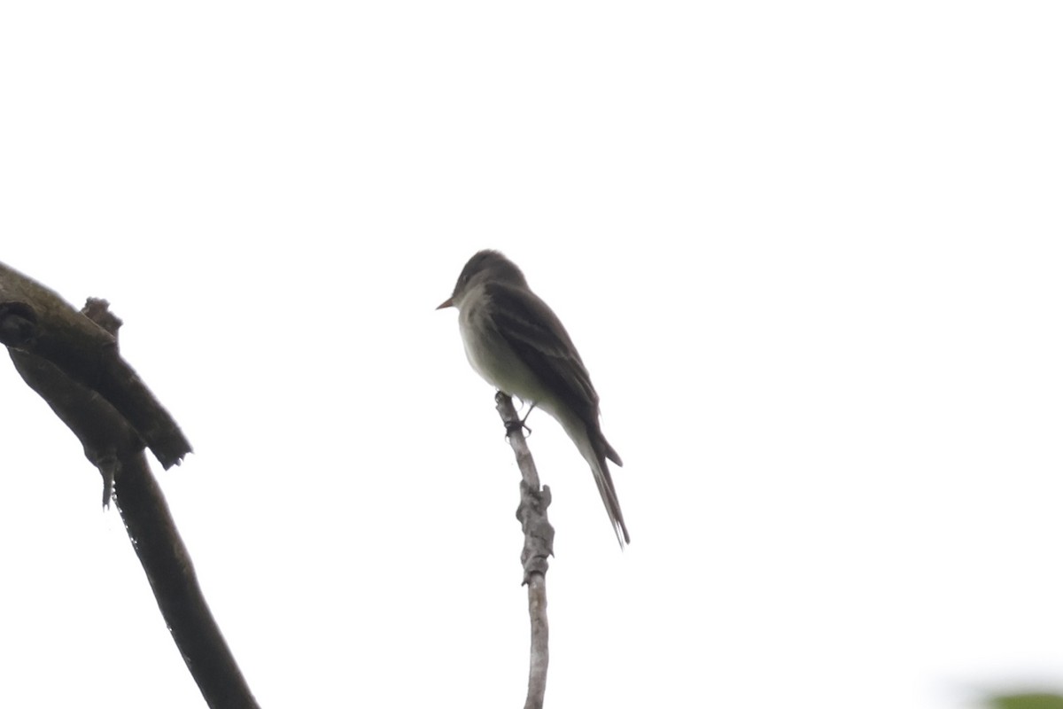 Eastern Wood-Pewee - ML619322773