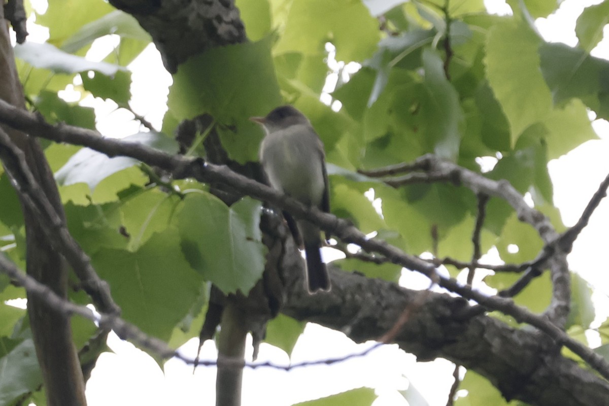 Eastern Wood-Pewee - ML619322774