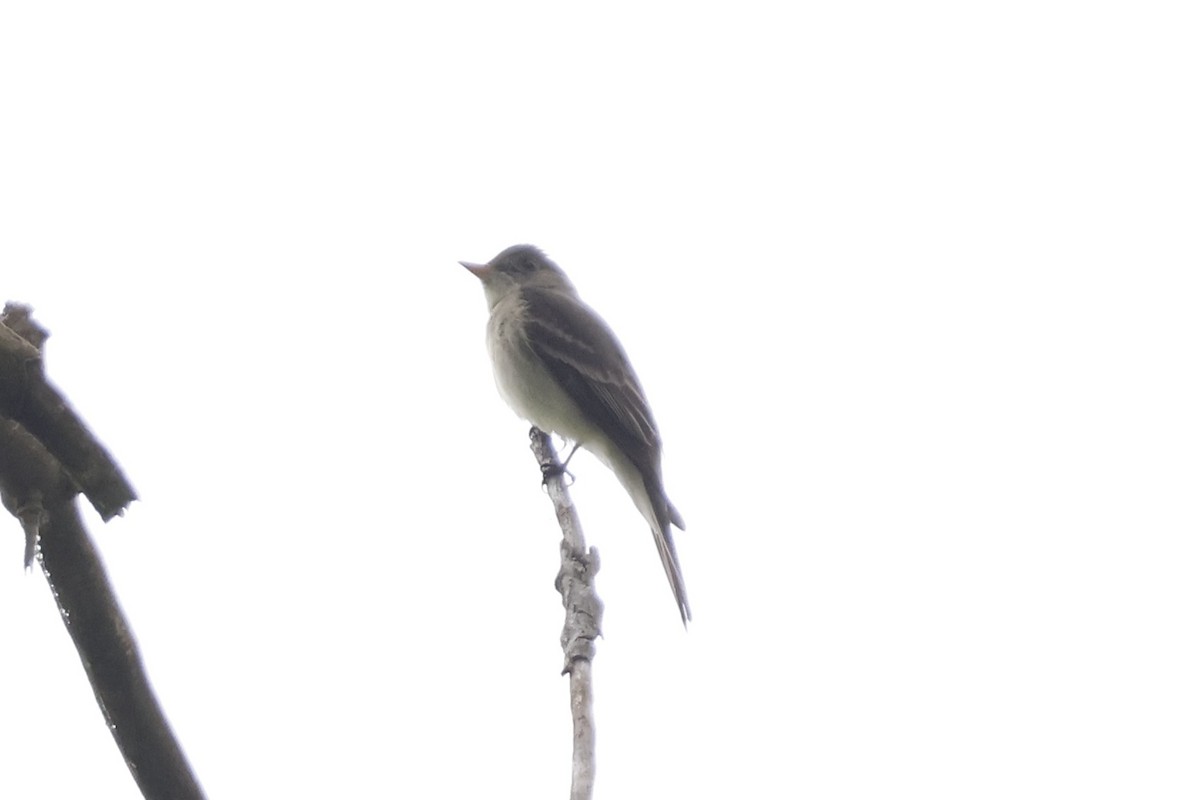 Eastern Wood-Pewee - ML619322775