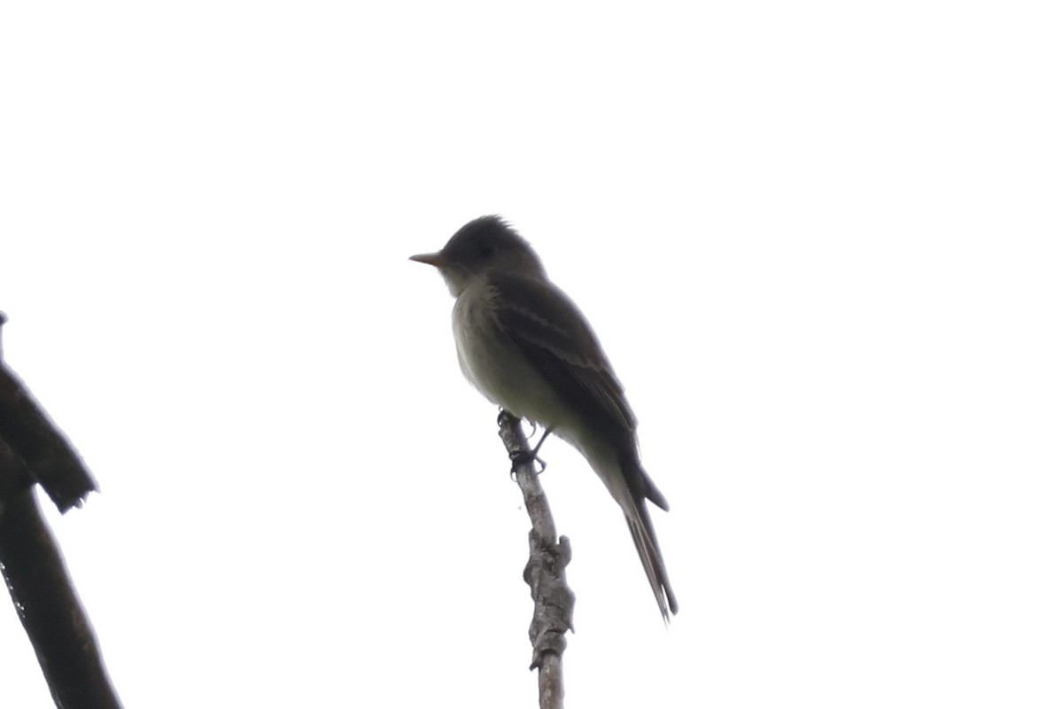 Eastern Wood-Pewee - ML619322776