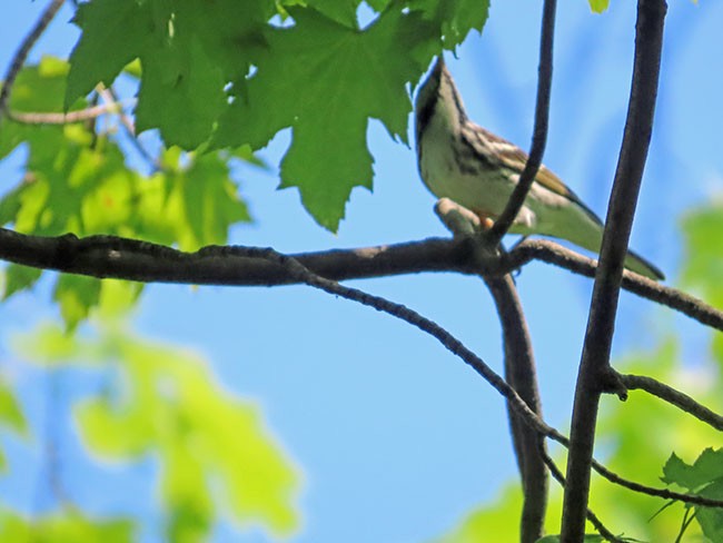 Blackpoll Warbler - Nancy Anderson