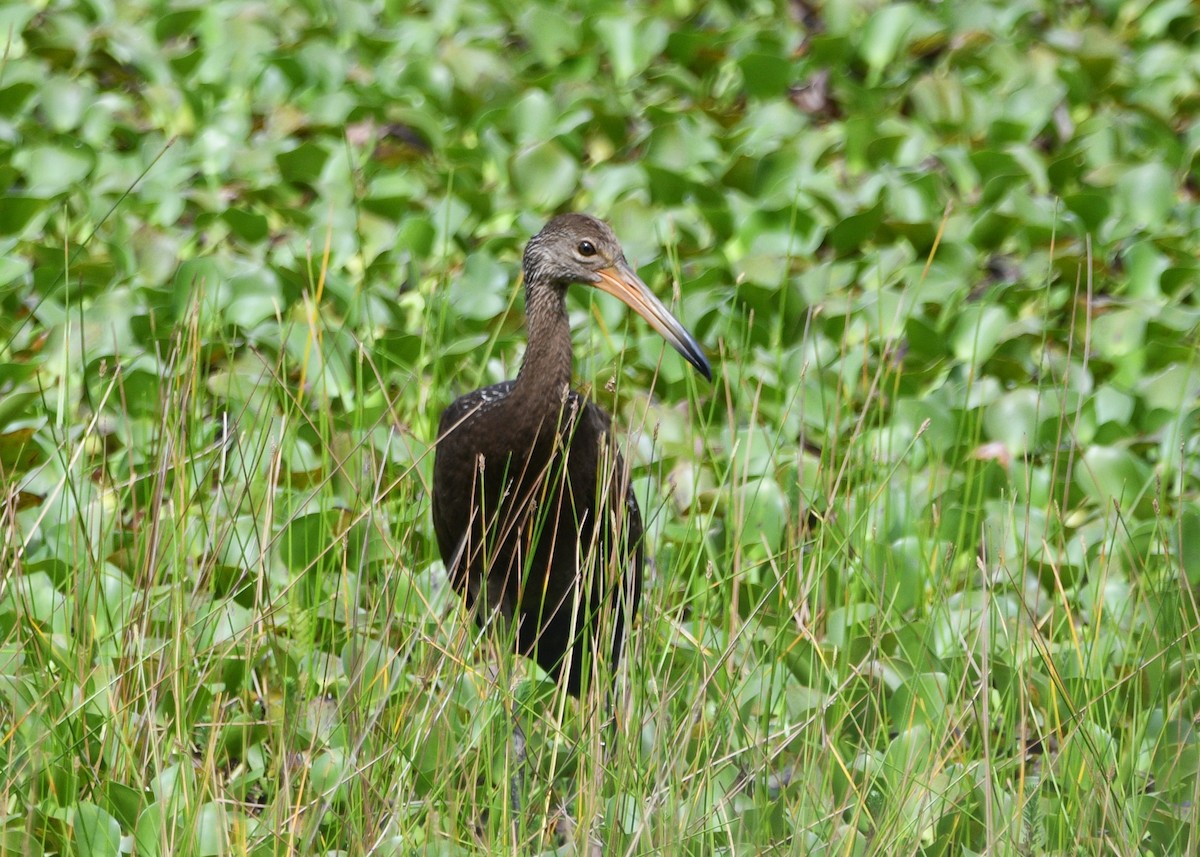 Limpkin - ML619322782