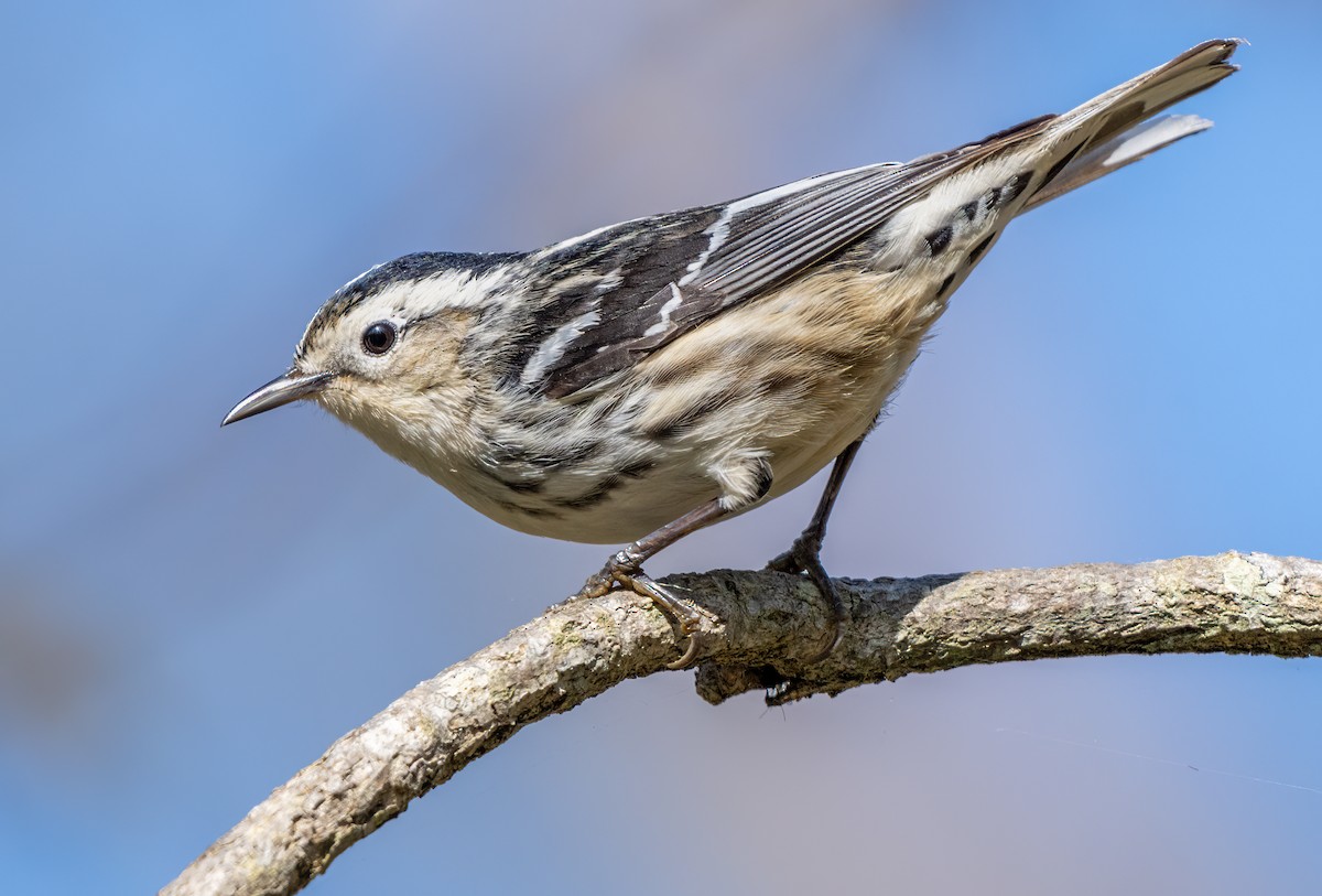 Black-and-white Warbler - Jim Carroll