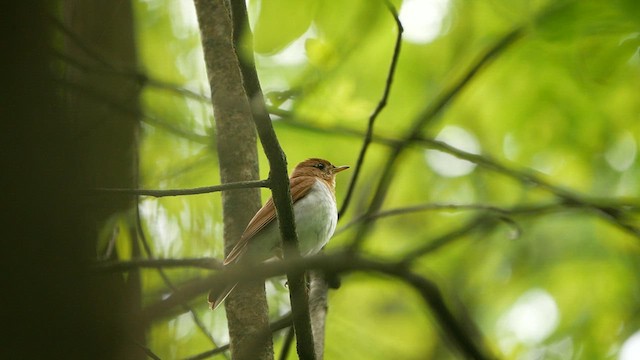 ビリーチャツグミ - ML619322808