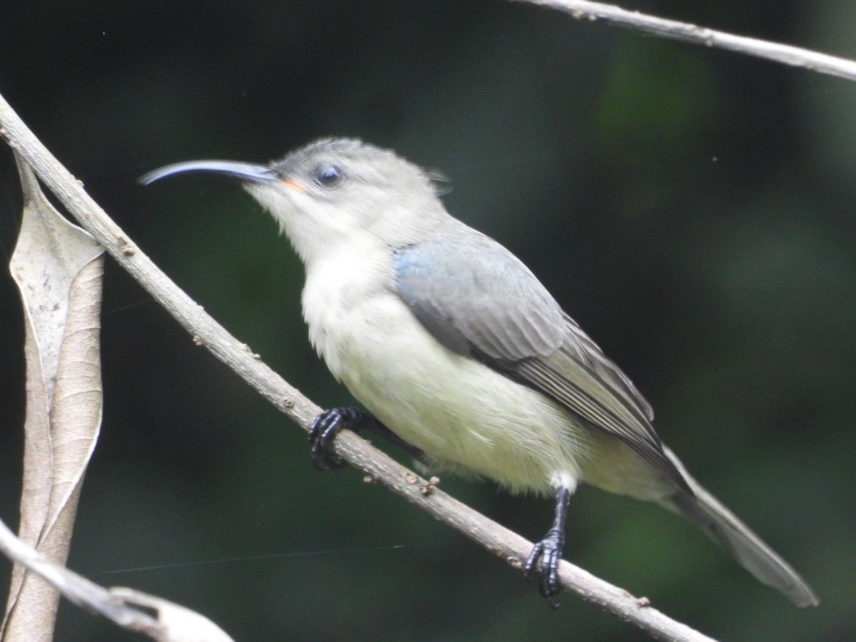 Mouse-colored Sunbird - Pam Spring