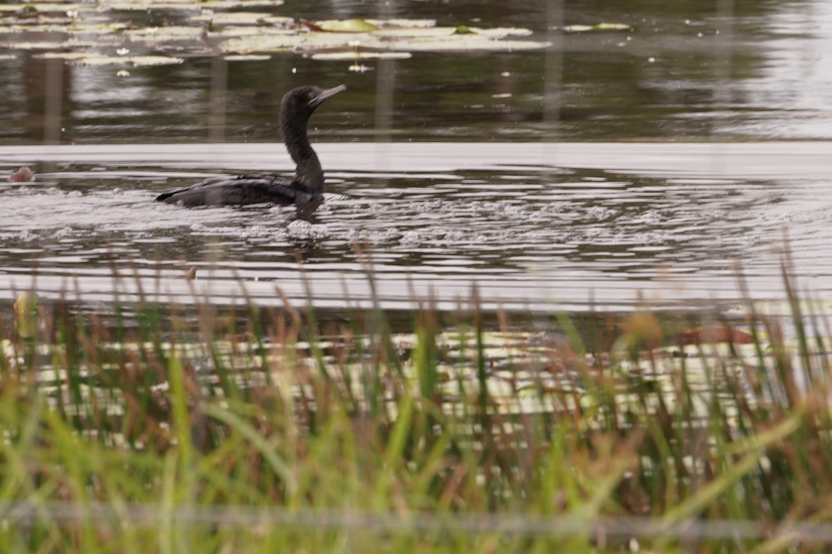 Little Black Cormorant - Trevor Ross