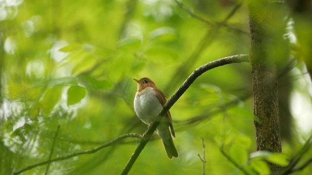 ビリーチャツグミ - ML619322833