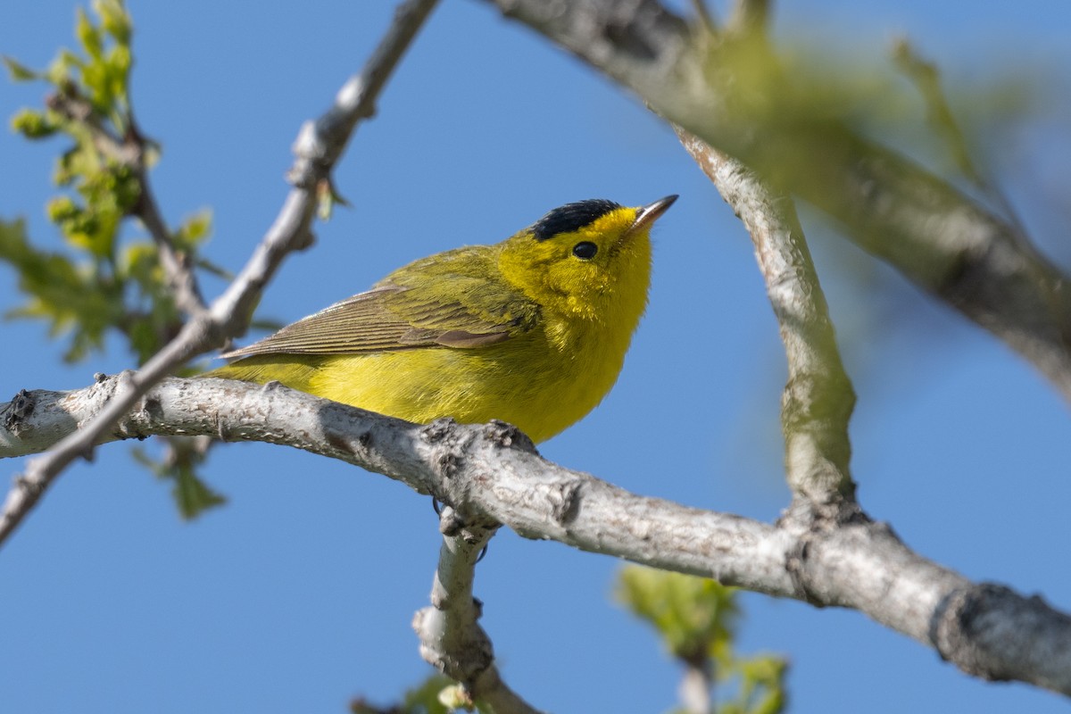 Wilson's Warbler - ML619322834