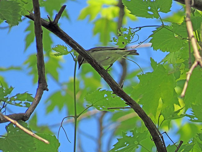 Tennessee Warbler - Nancy Anderson