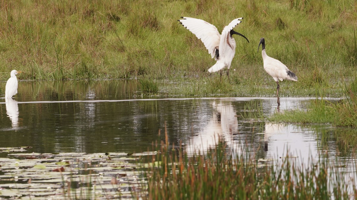 Australian Ibis - ML619322838