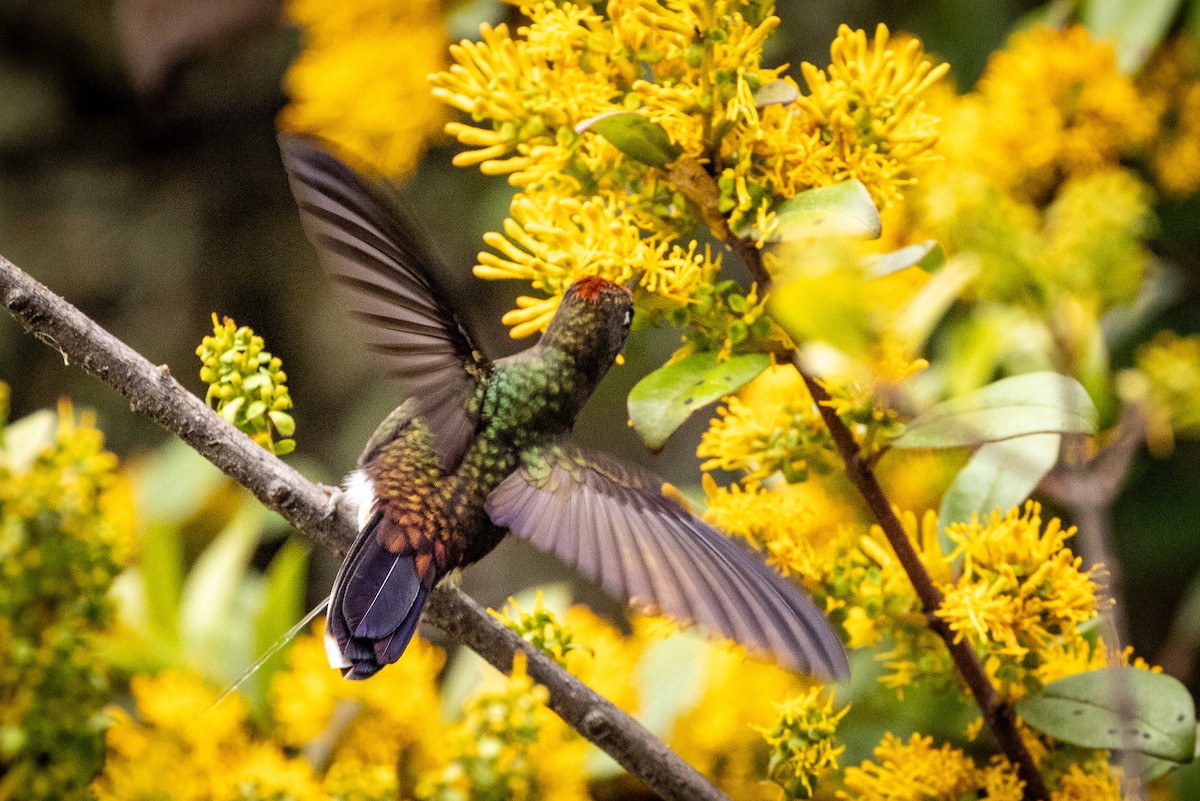 Rainbow-bearded Thornbill - ML619322851